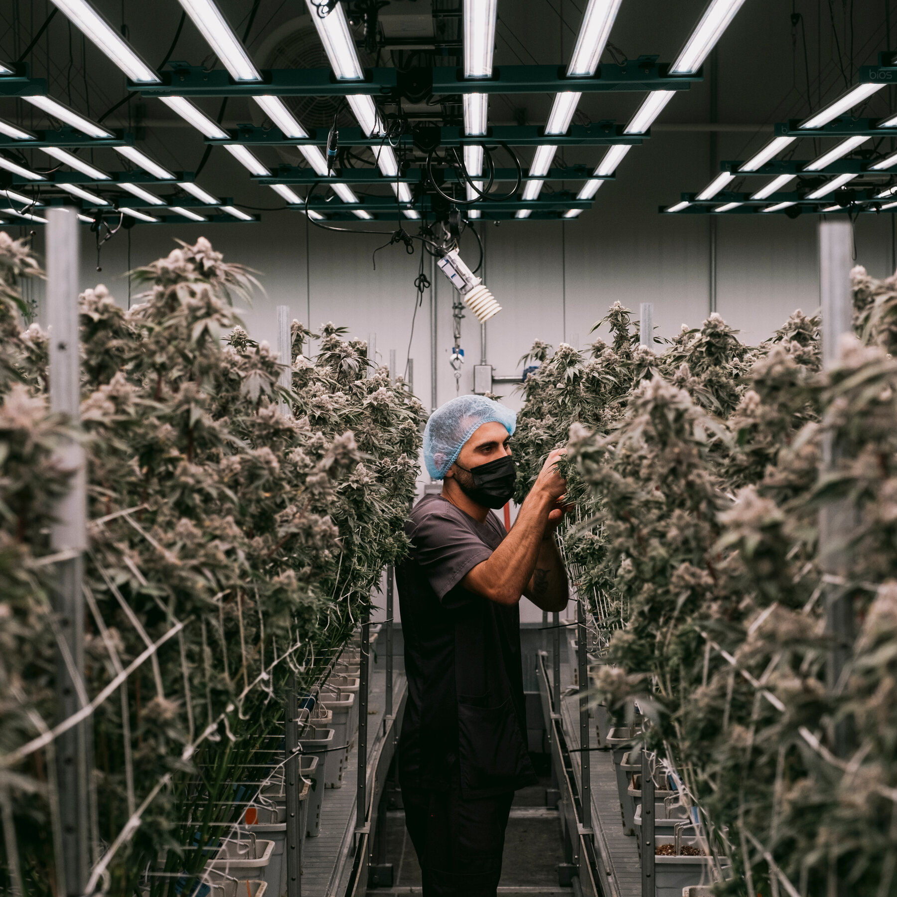 WEEDMAPS DISPENSARY